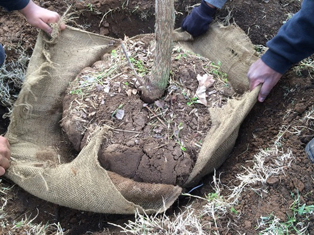 Natural Hessian Roll – 100% Jute Fabric for Garden, Construction, Frost Protection and Eco-Friendly Crafts