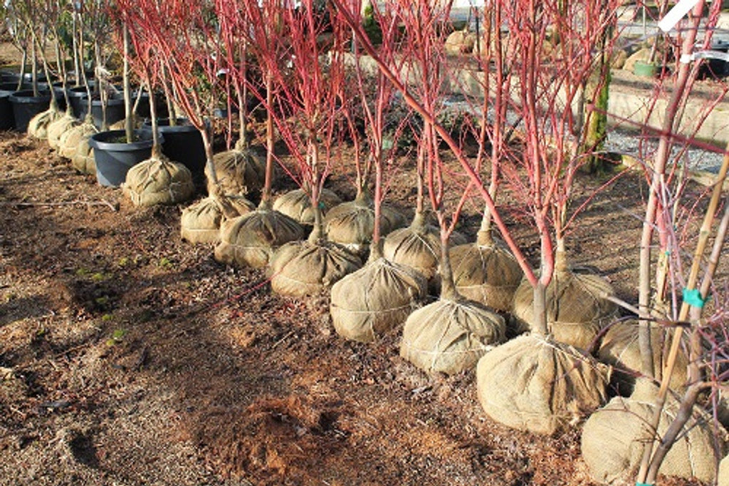 Natural Hessian Roll – 100% Jute Fabric for Garden, Construction, Frost Protection and Eco-Friendly Crafts